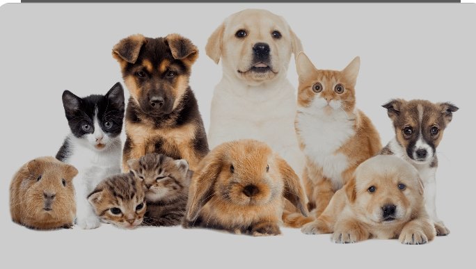 communication animale
